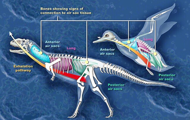 Comparison between the air sacs of an abelisaur and a bird