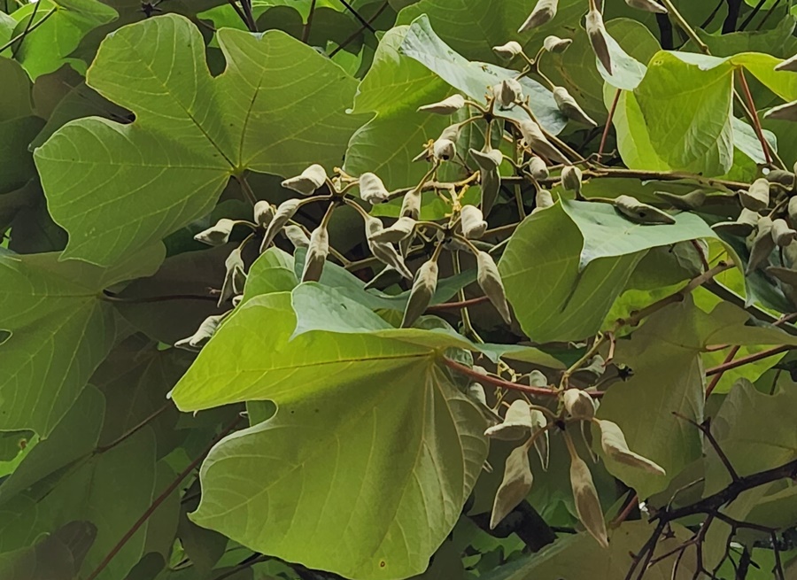 벽오동나무