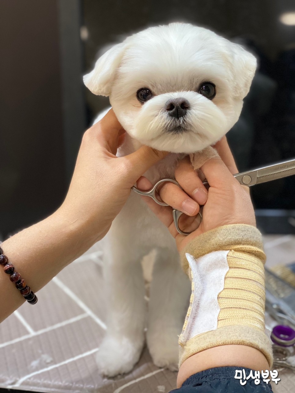 미용가위 전문샵 키스더도그 20