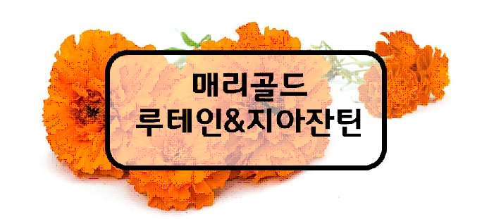  눈건강 영양제 매리골드꽃차는 효능이 있을까? 마리골드의 루테인과 지아잔틴 효능