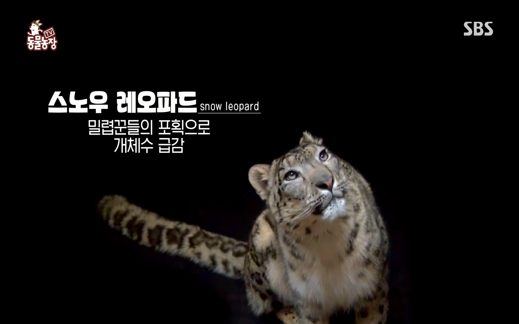 TV 동물농장.E1066.220424p.H264-F1RST.mp4_20220424_194513.962.jpg