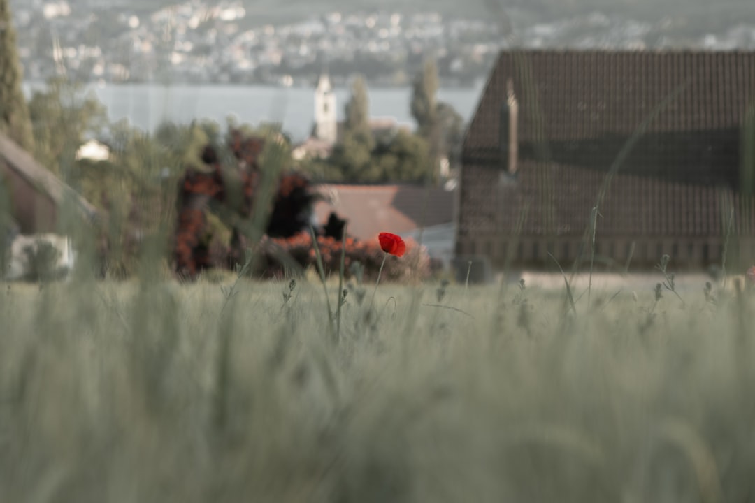 Ullungdo