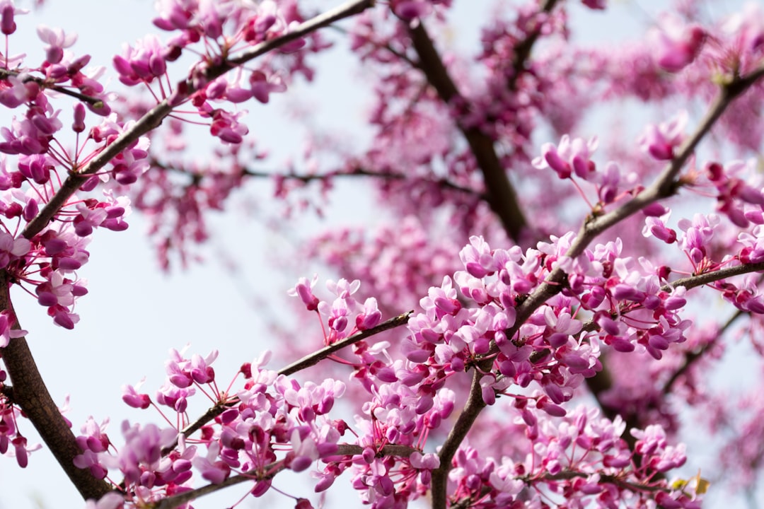'Cherry tree'