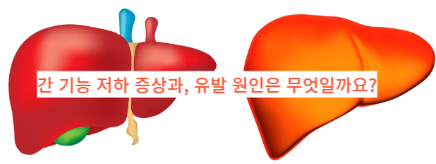  간 기능 저하 증상 4가지와 원인은 무엇일까요?