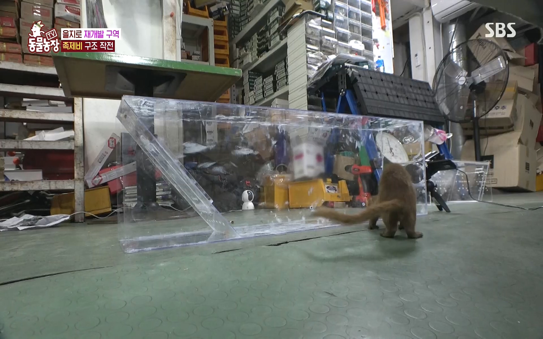 TV 동물농장.E1088.220925p.H264-F1RST.mp4_20220925_174403.385.jpg