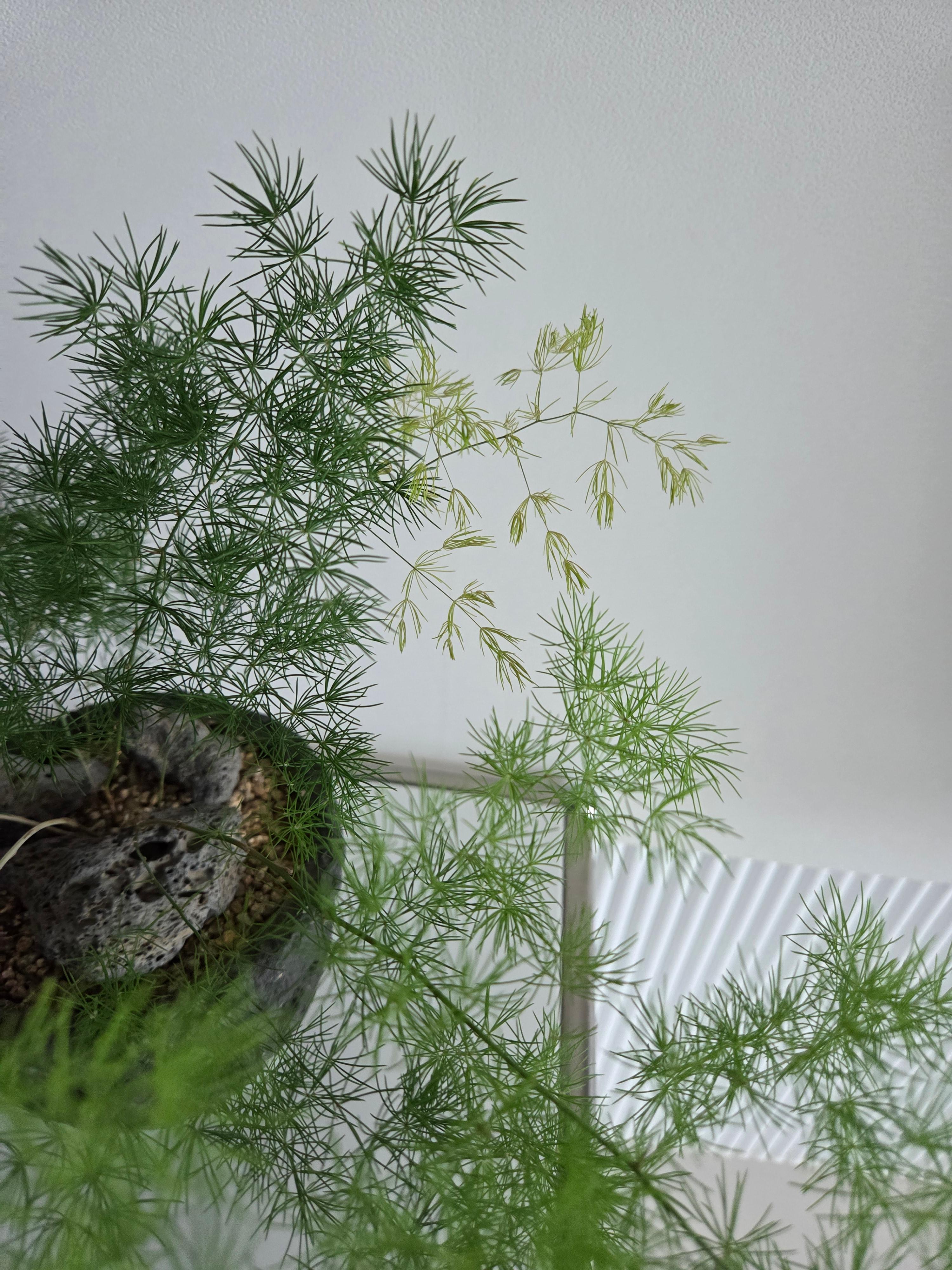 아스파라거스 미리오클라두스