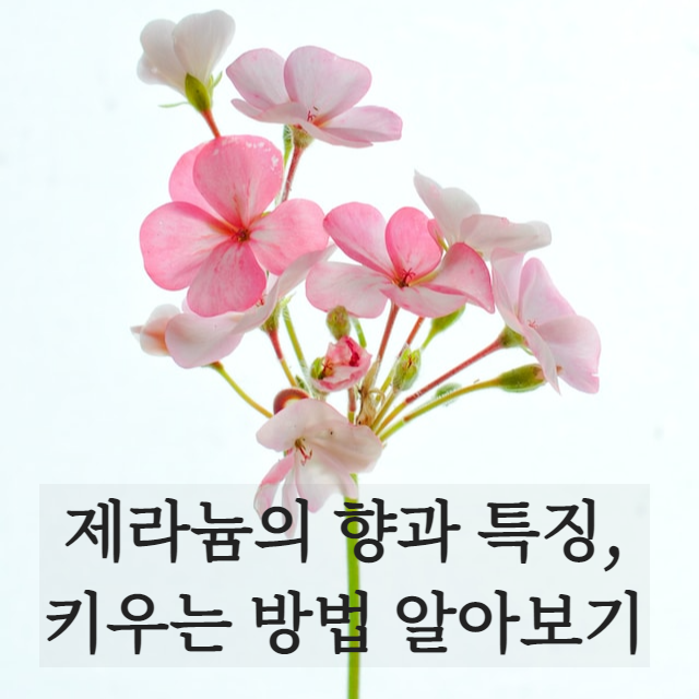 제라늄의 향과 특징&#44; 키우는 방법 알아보기 바로가기 버튼