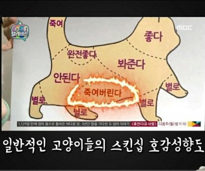  고양이 스킨쉽 허용부위