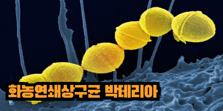 연쇄 상구균