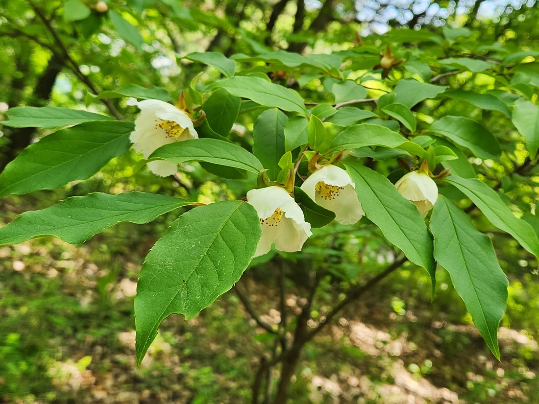 노각나무