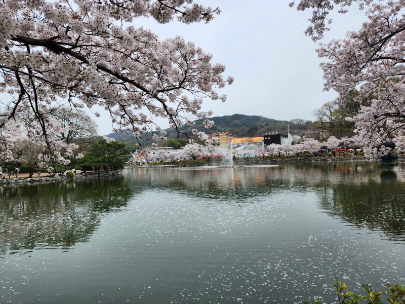 김천 연화지