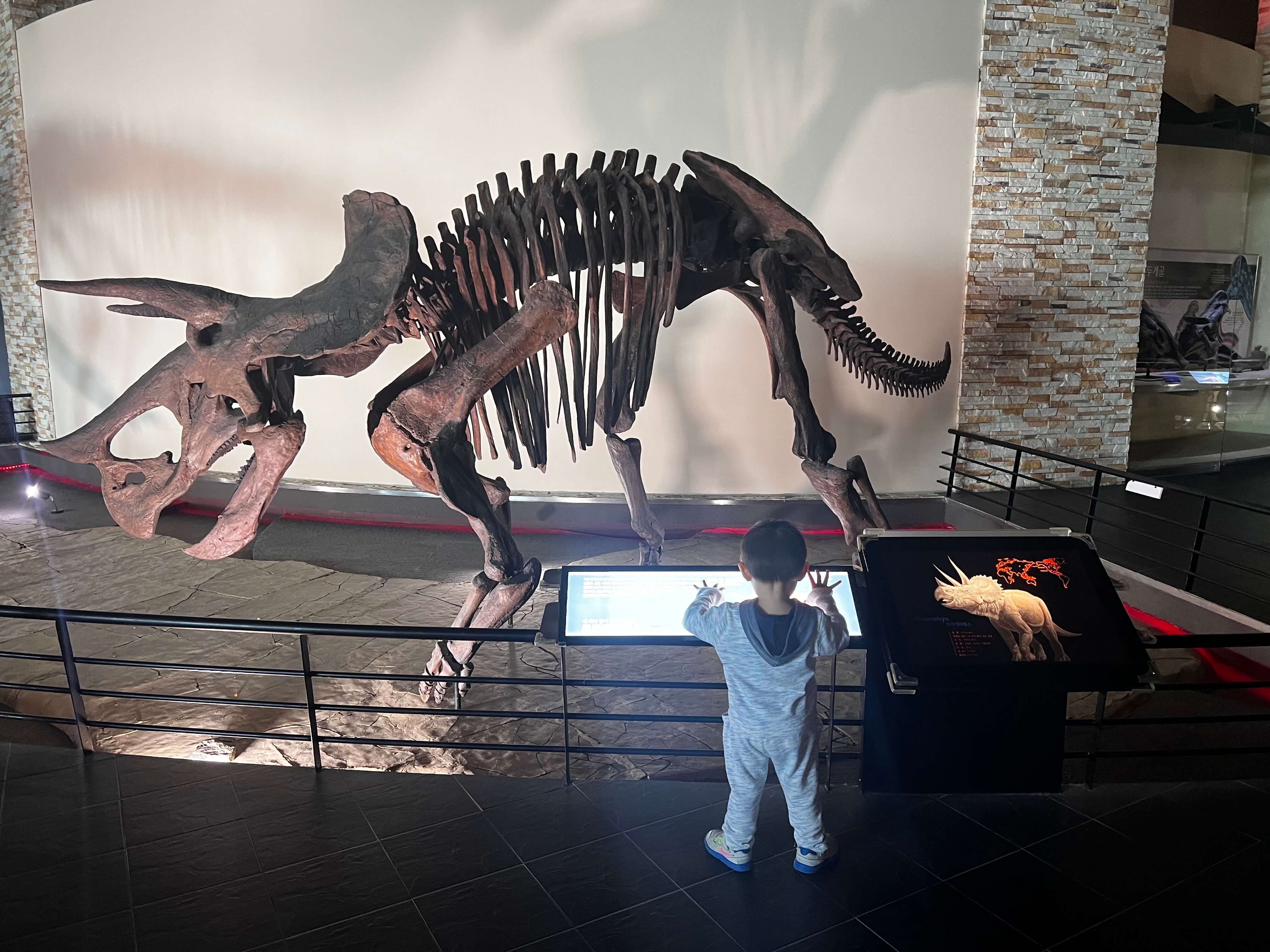 민수랜드-해남공룡박물관 트리케라톱스