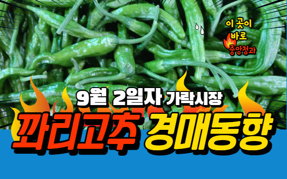  [경매사 일일보고] 9월 2일자 가락시장 꽈리고추 경매동향을 살펴보겠습니다!