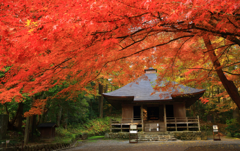 일본 11월 가을축제