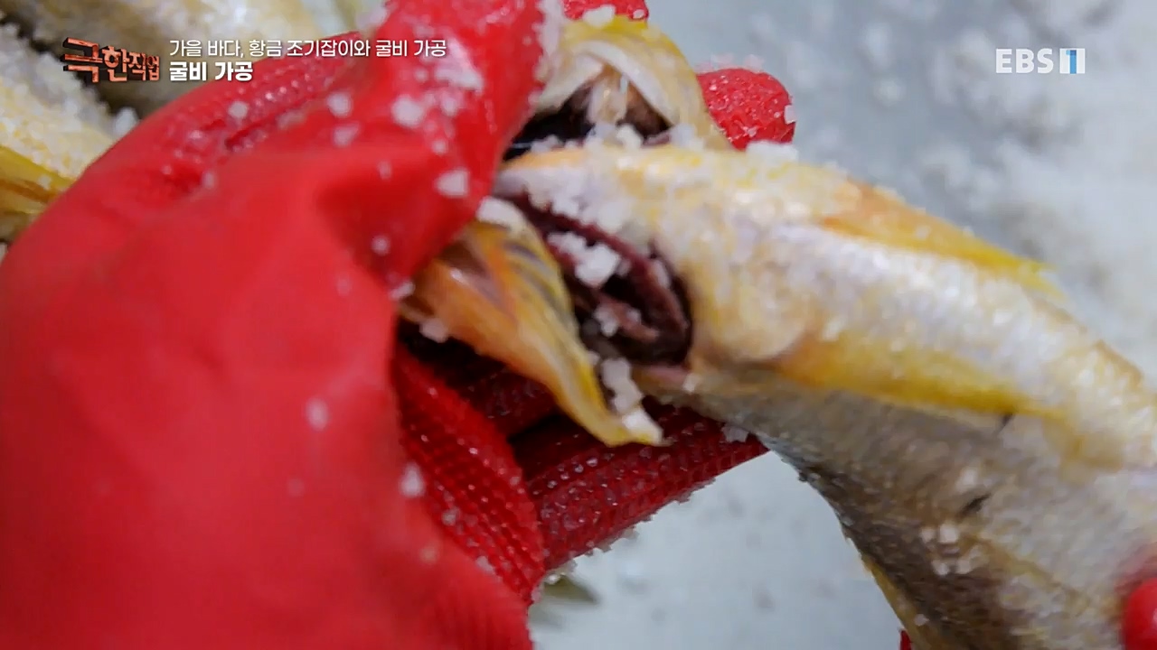 TV - 교육의 중심 EBS가을 바다 황금 조기잡이와 굴비 가공.mp4_20221122_195442.806.jpg