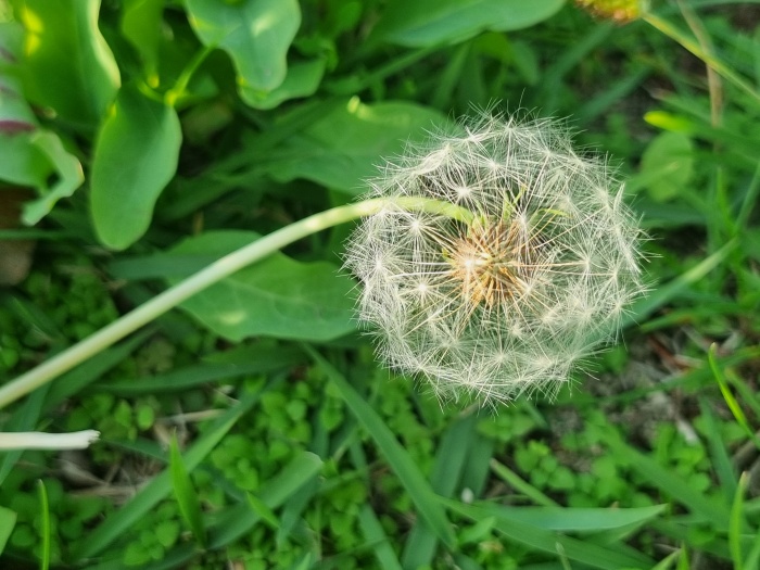 민들레씨