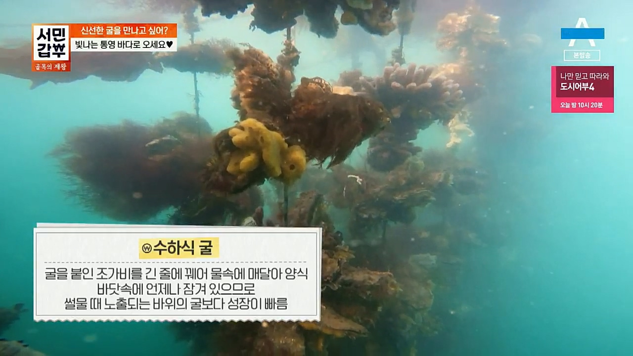 서민갑부.E417.230108p.H264-F1RST.mp4_20230108_162800.744.jpg