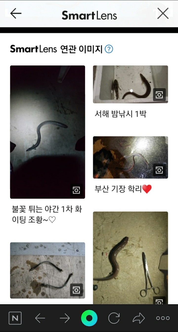 슬기로운 의사생활 사진으로 꽃이름 알려주는 어플 네이버 스마트렌즈 식물 이름찾기 4