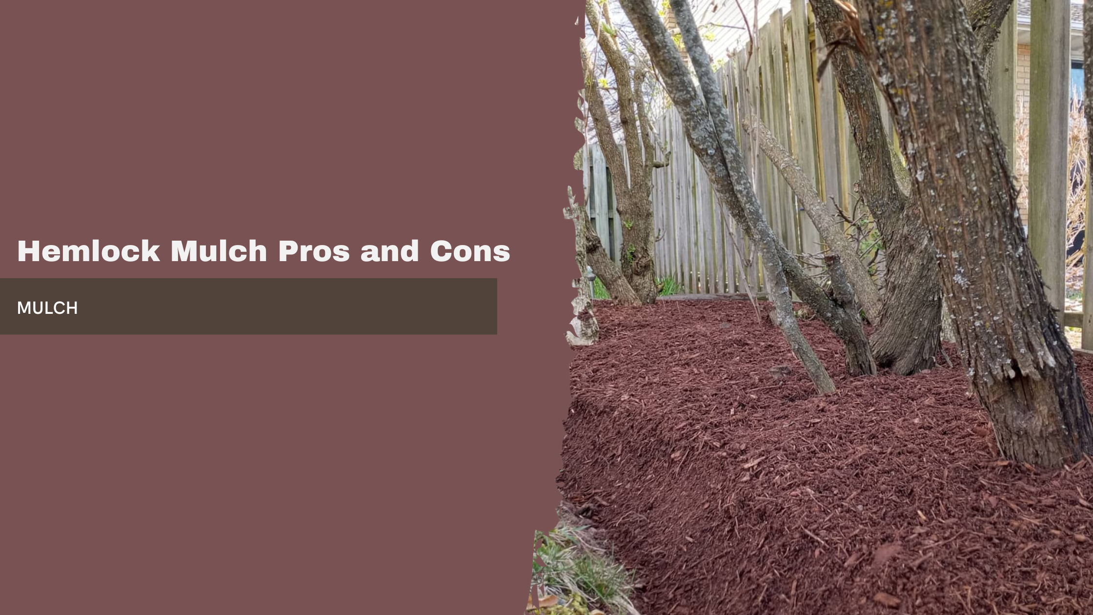 Hemlock Mulch Pros and Cons