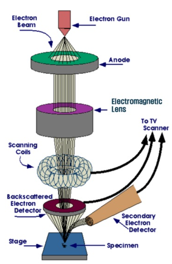 FE-SEM-Principle