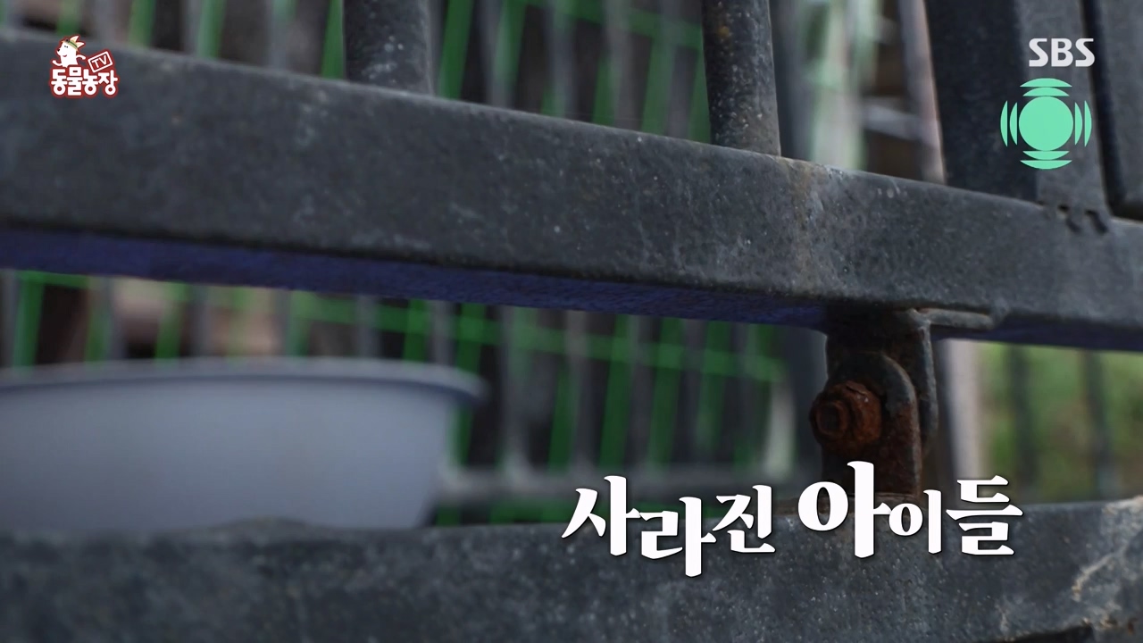 TV 동물농장.E1122.230529p-NEXT.mp4_20230528_170300.325.jpg