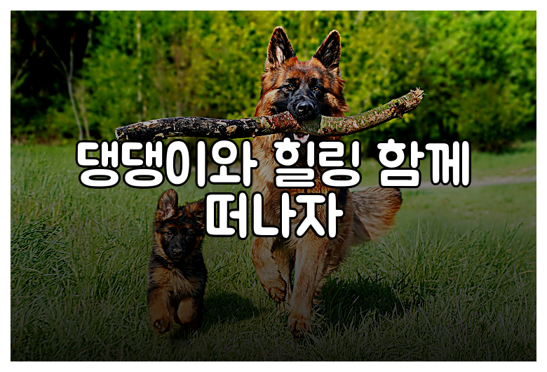 댕댕이와 힐링 함께 떠나자