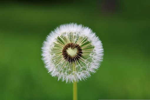 민들레 효능