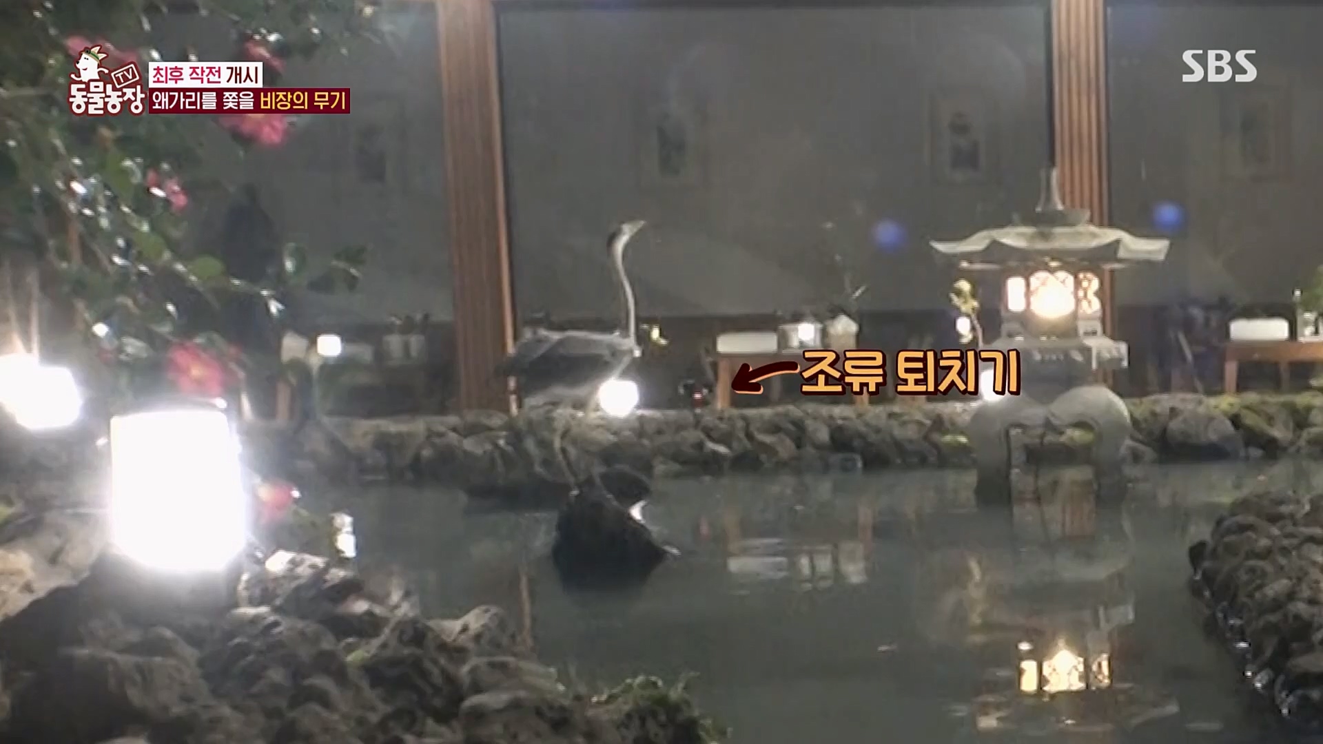 TV 동물농장.E1103.230108p.H264-F1RST.mp4_20230108_174638.491.jpg