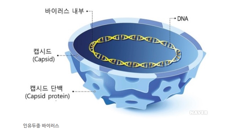  자궁경부암 백신을 남자도 맞으면 좋은 이유