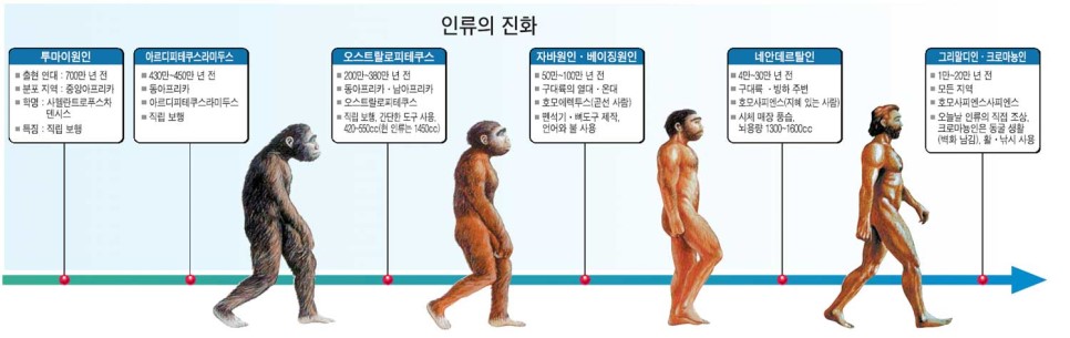  인류의 진화