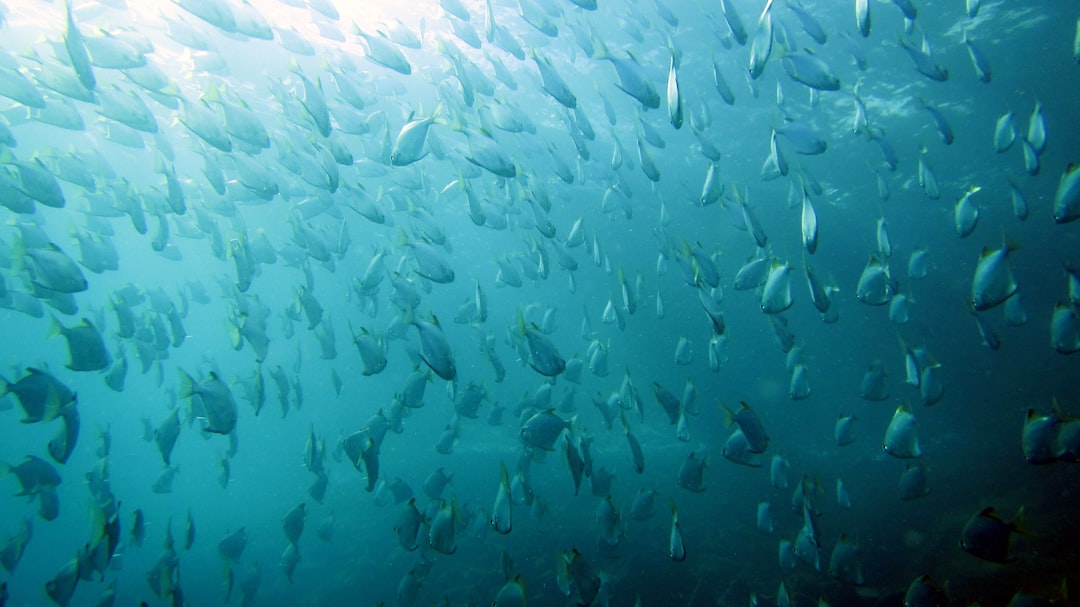 Tuna
