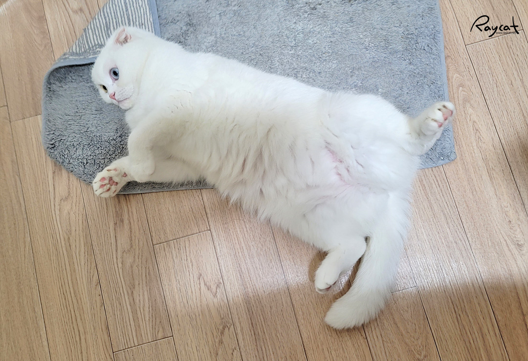 고양이가 발라당 발밑에서 딩굴때 고양이가 발라당 발밑에서 딩굴때