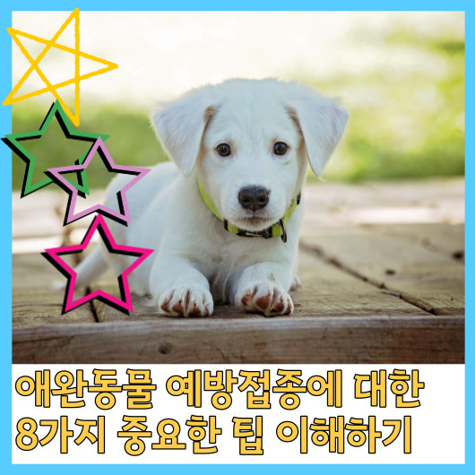  애완동물 예방접종에 대한 8가지 중요한 팁 이해하기