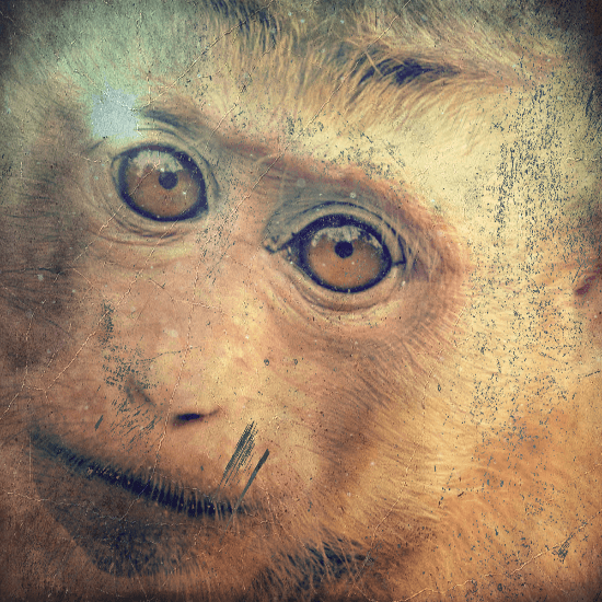 원숭이-사진