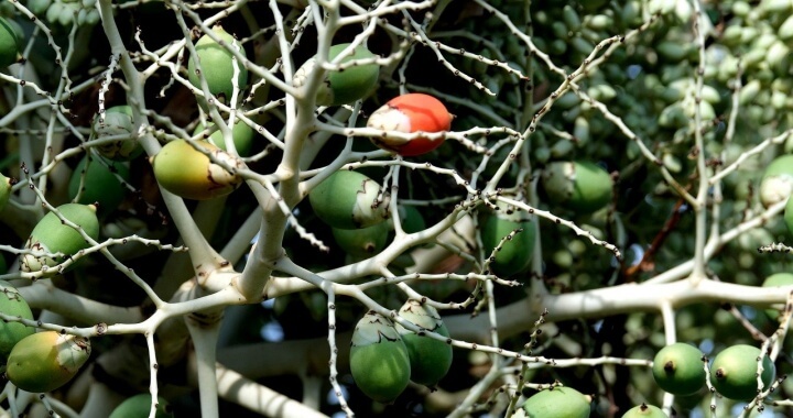 빈랑-열매