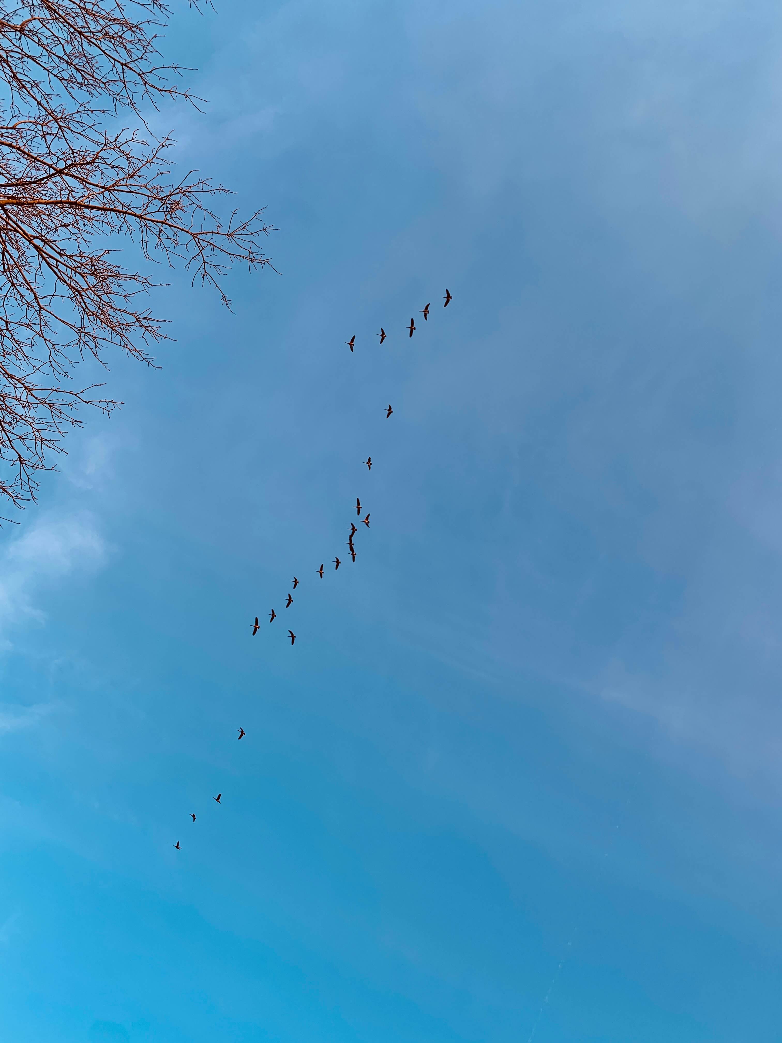 하늘-위-캐네디언 구스떼가-날아가고-있는-모습