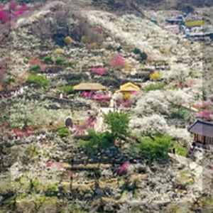 광양 매화축제