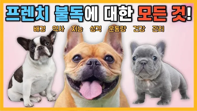 불독 종류 프렌치불독 잉글리쉬불독 성격 특징_1