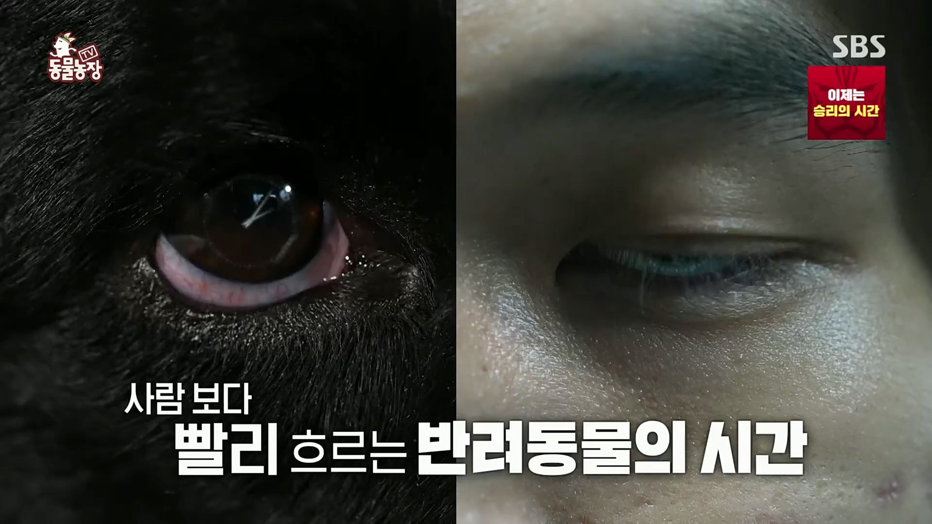 TV 동물농장.E1097.221127p.H264-F1RST.mp4_20221127_181659.905.jpg
