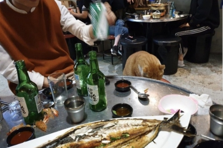  술마시다가 합석했다냥