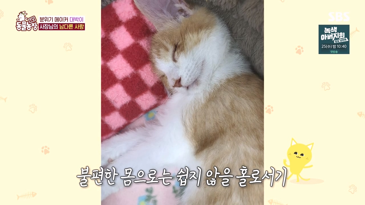 TV 동물농장.E1141.231016p-NEXT.mp4_20231015_174137.473.jpg