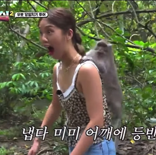 원숭이의 숲 말고 민가에서도 자주 보인다는 요즘 발리 여행 근황 | 인스티즈