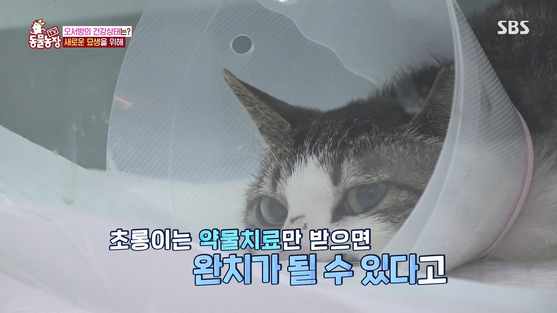 TV 동물농장.E1180.240714p.H264-F1RST.mp4_20240715_201741.043.jpg