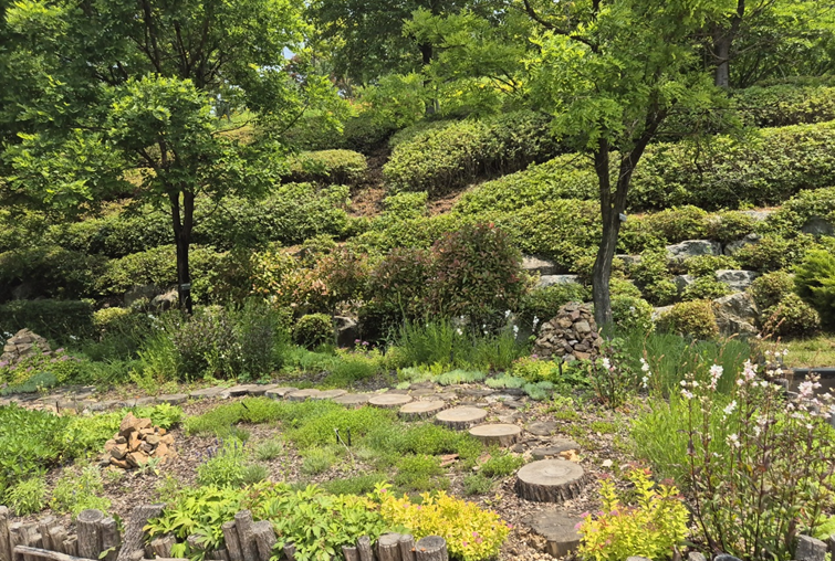 삼선산수목원 야생초원