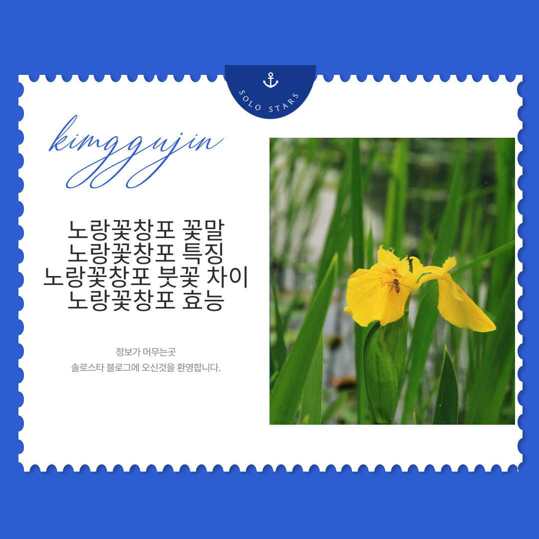 노랑꽃창포 사진