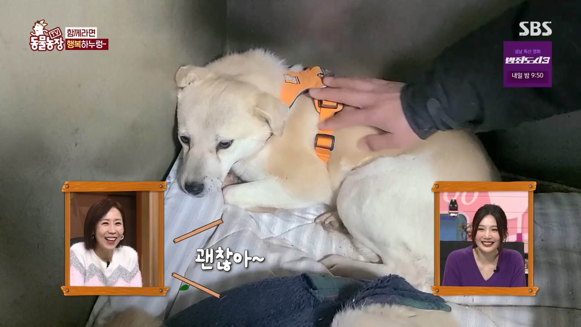 TV 동물농장.E1158.240211p.H264-F1RST.mp4_20240211_194054.076.jpg