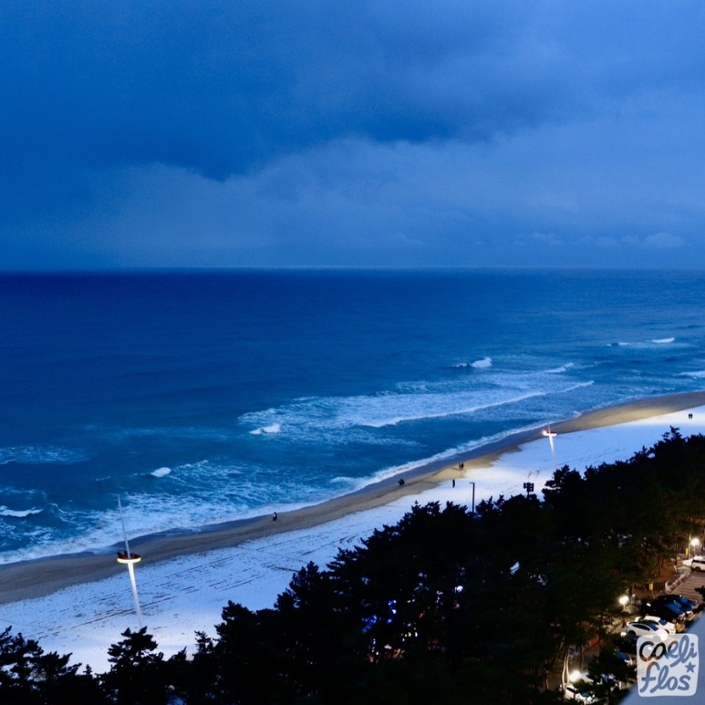 경포 쉬림프 버켓, 활어 회덮밥 4