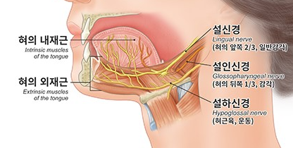 설암-신경