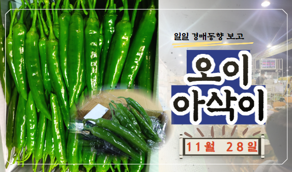  [경매사 일일보고] 11월 28일자 가락시장 오이아삭이 경매동향을 살펴보겠습니다!