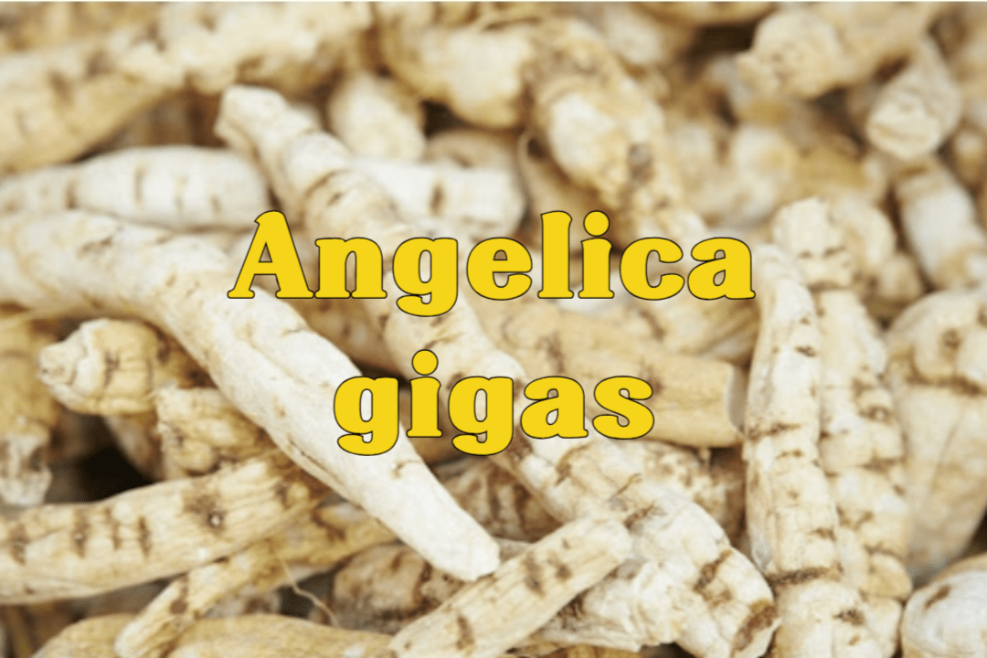 Angelica gigas
